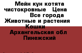 Мейн-кун котята чистокровные › Цена ­ 25 000 - Все города Животные и растения » Кошки   . Архангельская обл.,Пинежский 